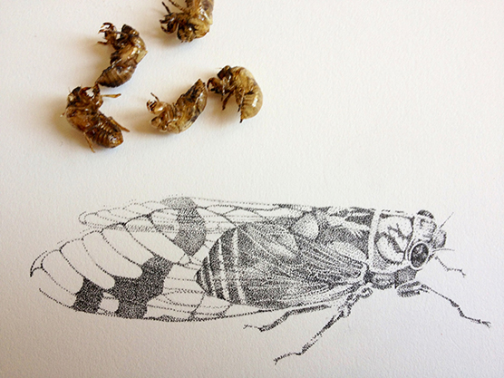 saskia design cicada